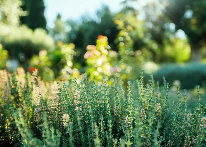 Dassia (Corfu) Hotels